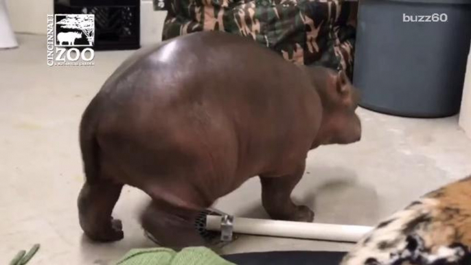 Baby Hippo Born Prematurely Takes First Steps After Intensive Care