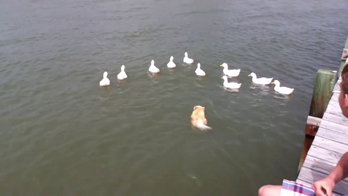 Un chien de berger sera toujours un chien de berger, même dans l'eau