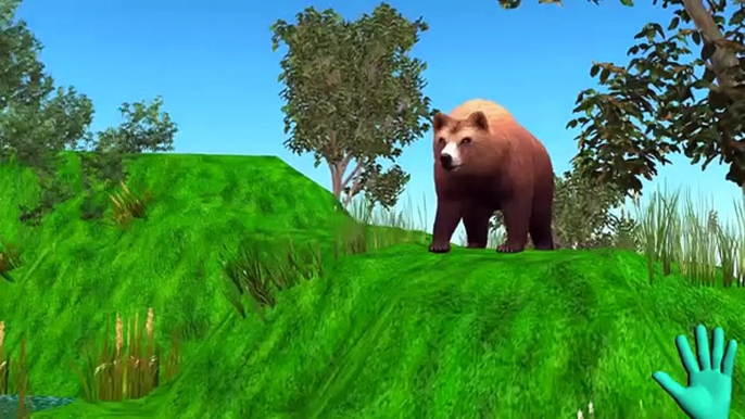 Bear Finger Family Rhymes | Animal Cartoons for Children Finger Family Rhymes Kids Songs