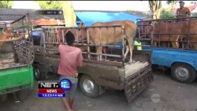 Tingginya Minat Beli Sapi Lokal di Tengah Polemik Kenaikan Harga Daging - NET12