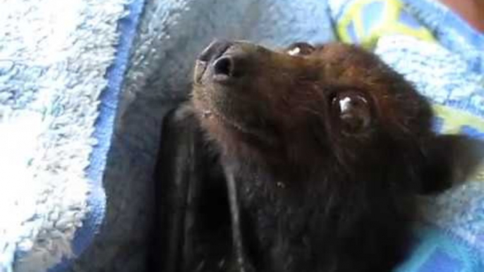 Tiny Flying Fox Recovers After Heatwave Stress