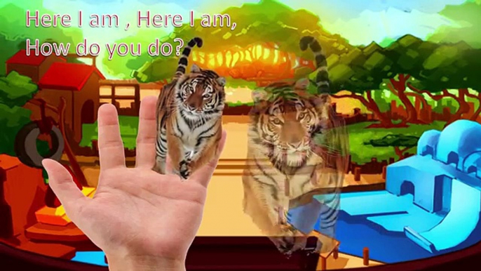 Finger Family ZOO ANIMALS Lion Tiger Meerkat Zebra Elephant Nursery Rhyme Kids English Song