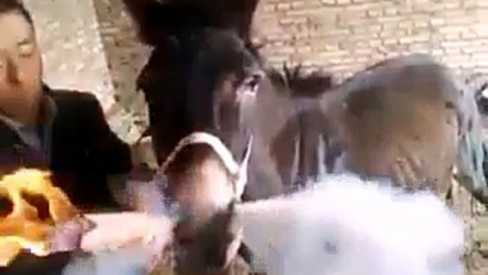 Burro fumando cigarro de maconha gigante que absurdo kkkk