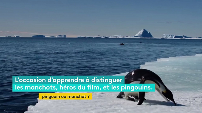 Comment distinguer les pingouins des manchots ?