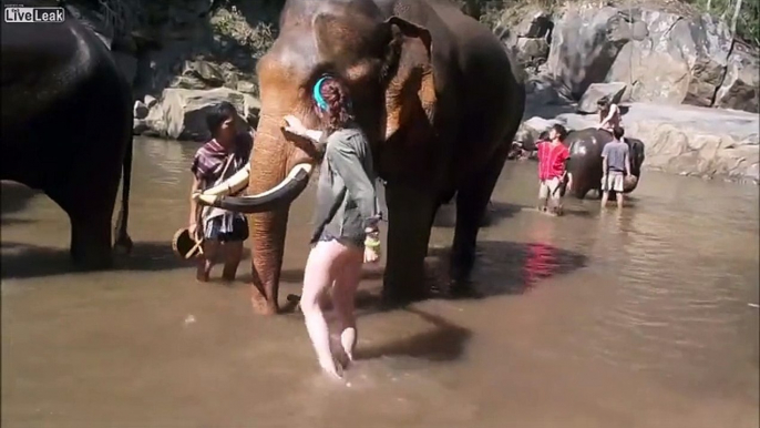 Thaïlande : un éléphant projette sauvagement une touriste