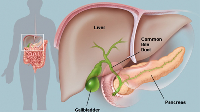 Stages of Liver Disorder