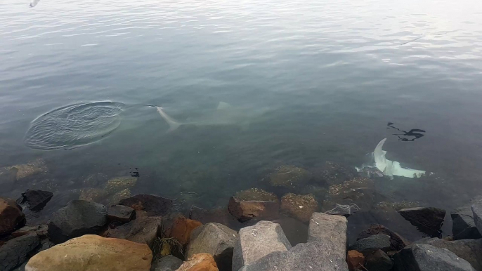 Ce requin vient dévorer un cadavre de poisson