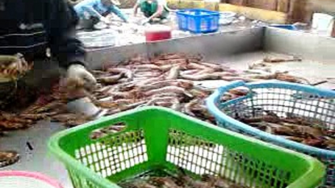 Suasana Kerja Diatas Kapal Trawl Udang Dilaut Arafura (Maluku)