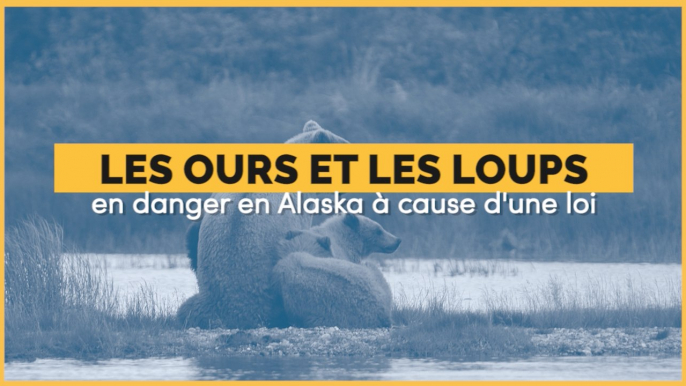 Les ours et les loups d'Alaska pourront à nouveau être tués par des méthodes violentes