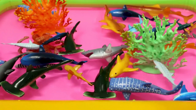 Learning Sharks Sea Animals with Shark Toys Educational Video for Children Toddlers-jy2rjI-Q144