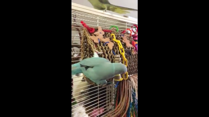 Parakeet brothers hysterically make conversation and kissing sounds