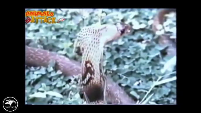 Eagle vs Snake Real Fight - Eagle Attack Snakes ☆ Amazing Animal - YouTube