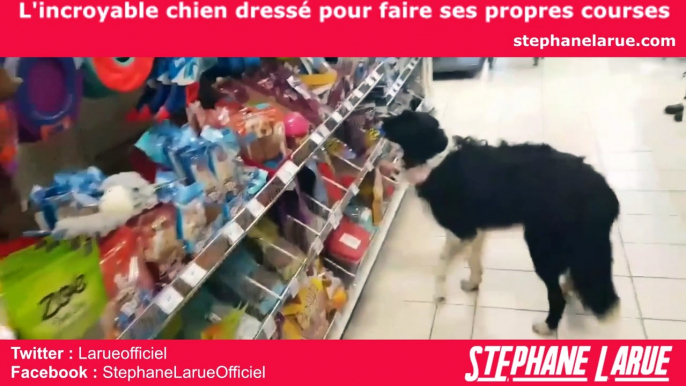 VIDEO BUZZ - L'incroyable chien dressé pour faire ses propres courses