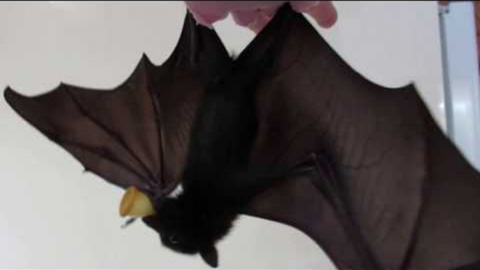 Baby Flying Fox Learns to Flap Wings