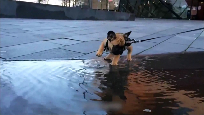 Pour ce chiot, traverser une flaque ce comme traverser une rivière! Le pauvre...