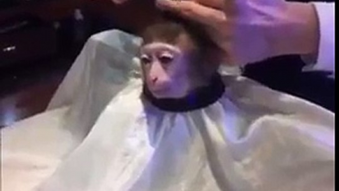 Monkey Getting haircut - Funny Monkey