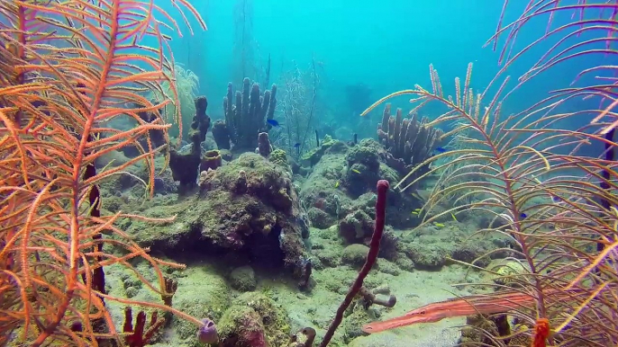 World's Best Diving: Exploring Dominica's Beautiful Coral Reefs