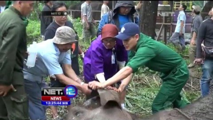 Kematian Gajah Yani, Tarik Minat Pengunjung NET12