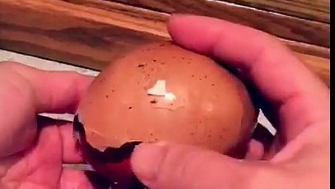 Chicken lays Egg inside Egg