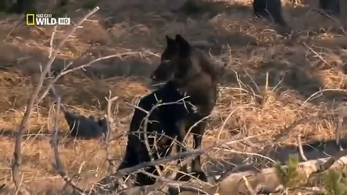 Восхождение Чёрного Волка Жизнь Опасного Хищника! National Geographic