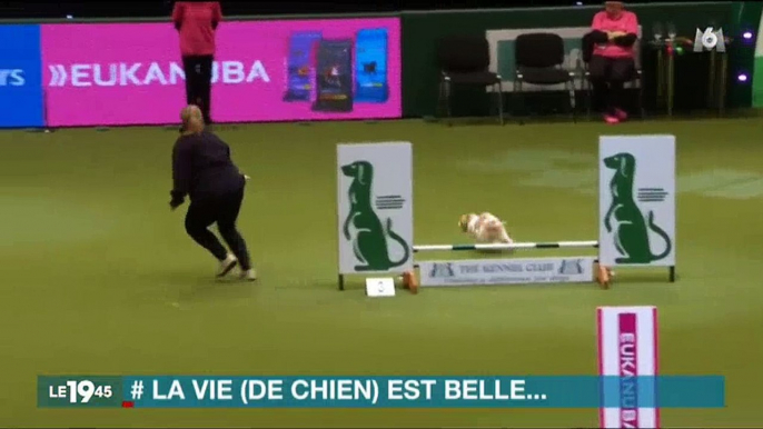Le concours de chiens totalement raté d'un jack russel et sa maitresse amuse beaucoup les internautes - Vidéo