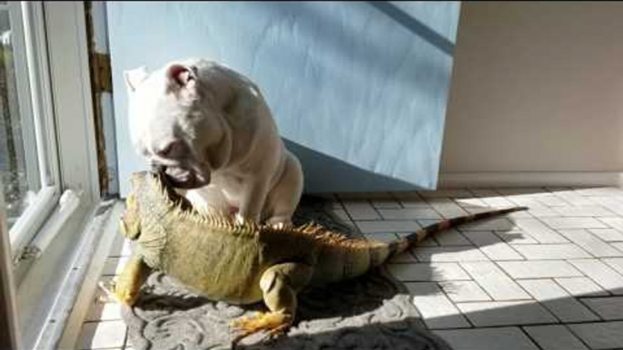 Bulldogs and Iguana Soak Up the Sunlight