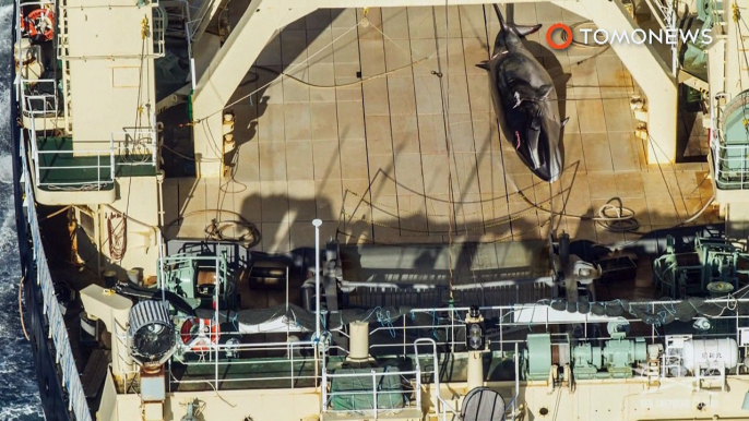 Navio japonês capturado com baleia morta no santuário australiano.