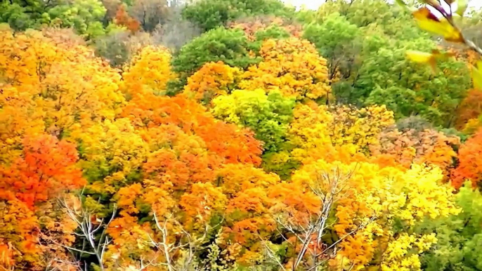 Наслаждаясь в Красивые осень цвета Миннесота черный Гора Север каролина