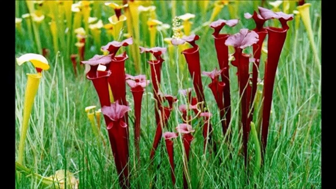 【閲覧注意】食虫植物の捕食シーンがヤバすぎる【微グロ注意】嘘のような本当の植物が衝撃的でヤバいと話題に！