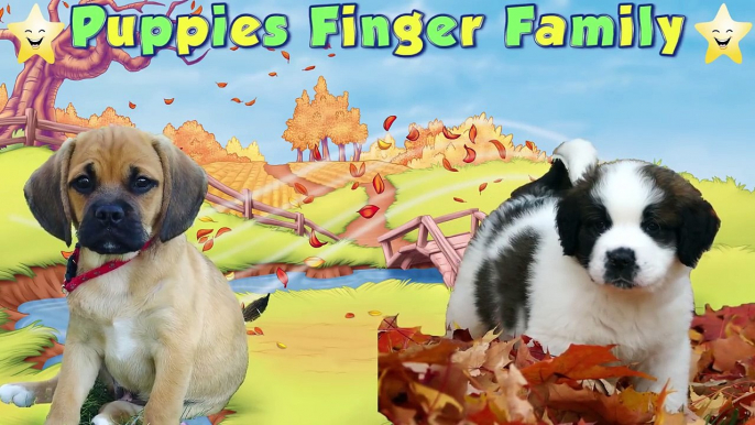 the dog finger family | nursery rhymes farmees | 3d rhymes | kids songs