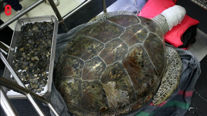 La tortue "Tirelire" est morte après avoir ingurgité 915 pièces