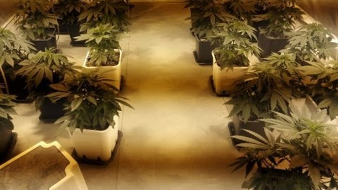 Villaricca (NA) - Marijuana, sequestrata piantagione in un appartamento: 3 arresti (21.03.17)