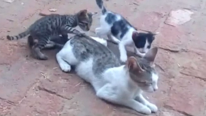 Cat with playing kittens !! Sweet Cats !! Friendly Pets