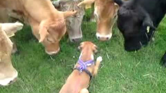 This Is What Happens When a Boxer Pup Meets a Herd of Cows