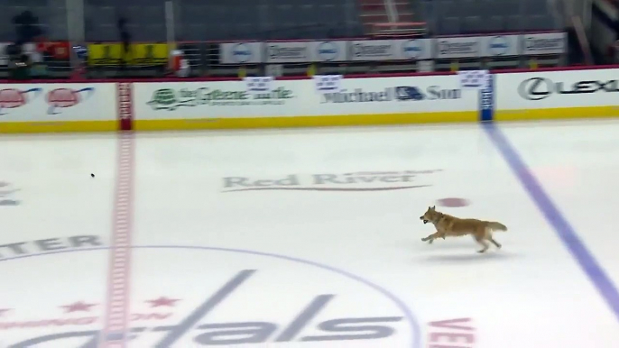 Hockey sur glace - Un chien s'éclate sur la patinoire des Washington Capitals