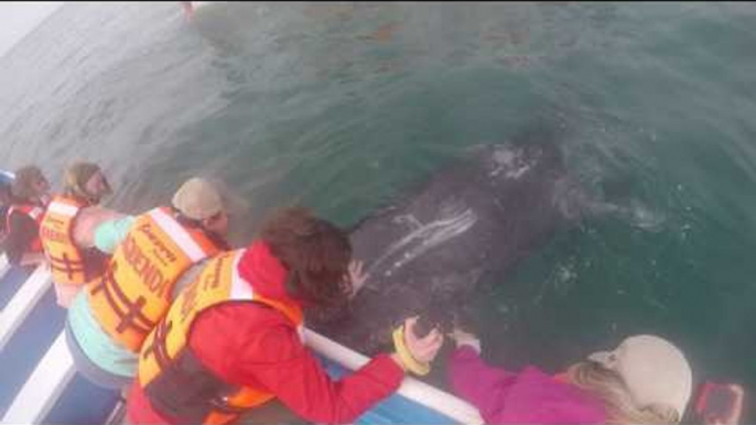 Cheeky Whale Gets Close to Boaters in Mexico