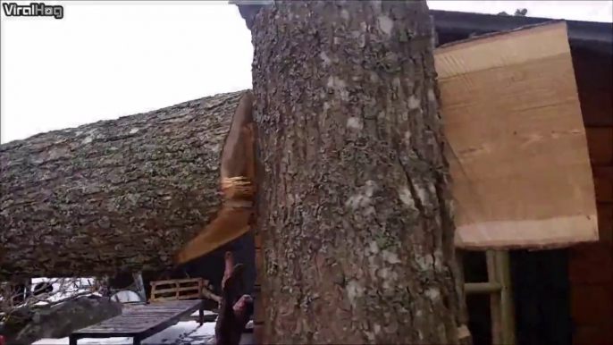 Ce bucheron utilise une technique incroyable pour abattre un arbre dans une zone très risquée!