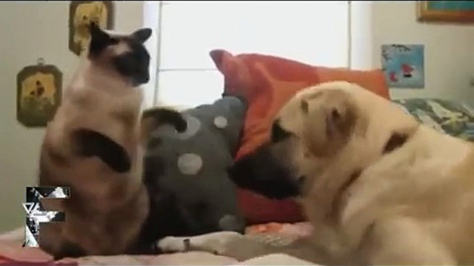 Funny clips smile because of the dog with the cat