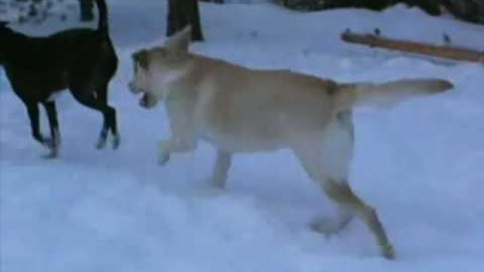 Dog barking labrador puppy | labrador dog barking at night.