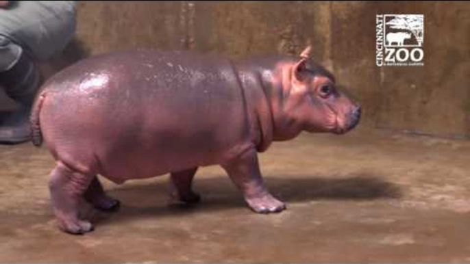 Cincinnati Zoo's Prematurely-Born Hippo Tests Out Her Speed