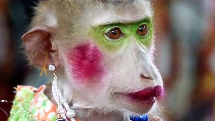 FUNNY MONKEY BEAUTY & TALENT SHOW  BANGKOK, THAILAND  TRAVEL, ADVENTURE...