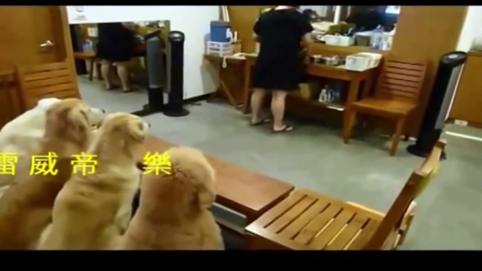 Interesting Discipline Dogs Videos Compilation 2015