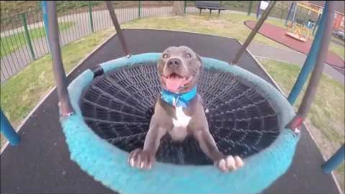 Delighted Dog Enjoys Swinging Around