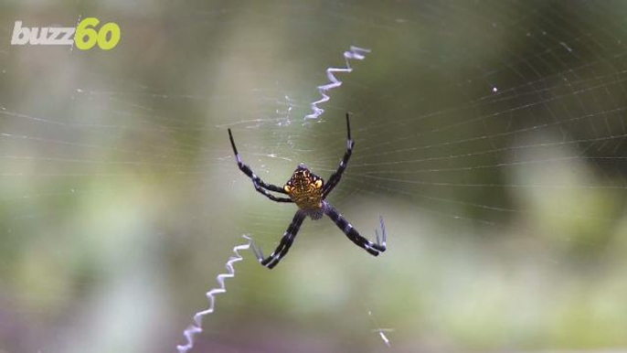 Spiders Could End Human Race If They Wanted To in One Year