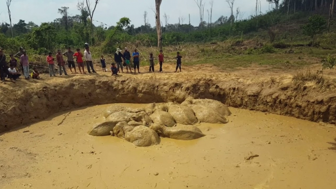 Asian Elephants Saved From Flooded Bomb Crater in Cambodia