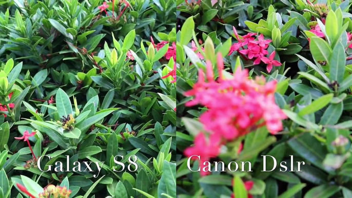 SAMSUNG GALAXY S8 vs CANON 750D DSLR, Both devices on Auto Focus