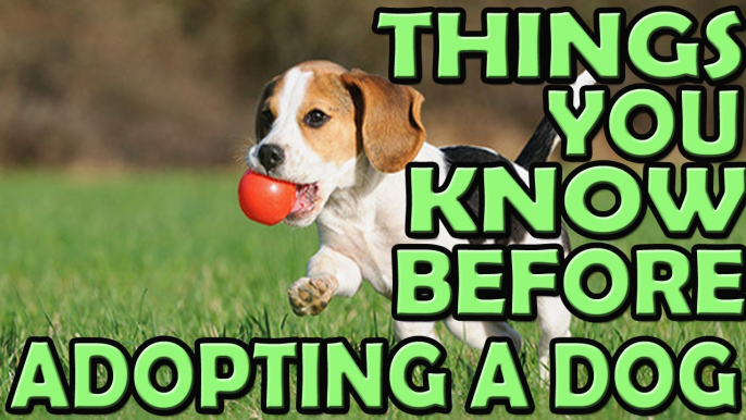 Things I wish Id known about adopting a dog | Tips For Adopting a Dog from a Shelter: