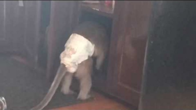 Owner Catches Pet Monkeying Around in the Cupboard