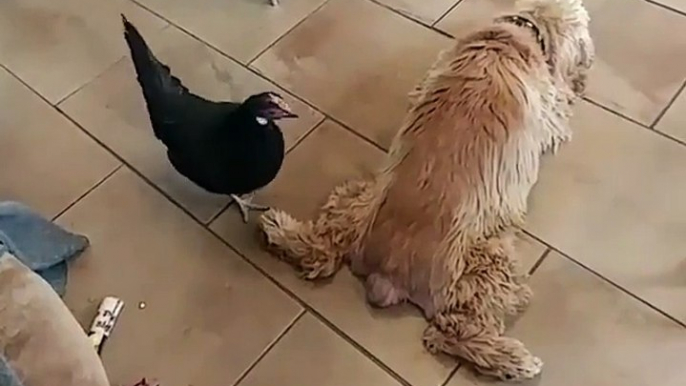 Cette poule vient emmerdé ce pauvre chien qui dort... Trop marrant