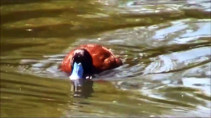 Argentine blue-bill, Argentine lake duck, or Argentine ruddy duck